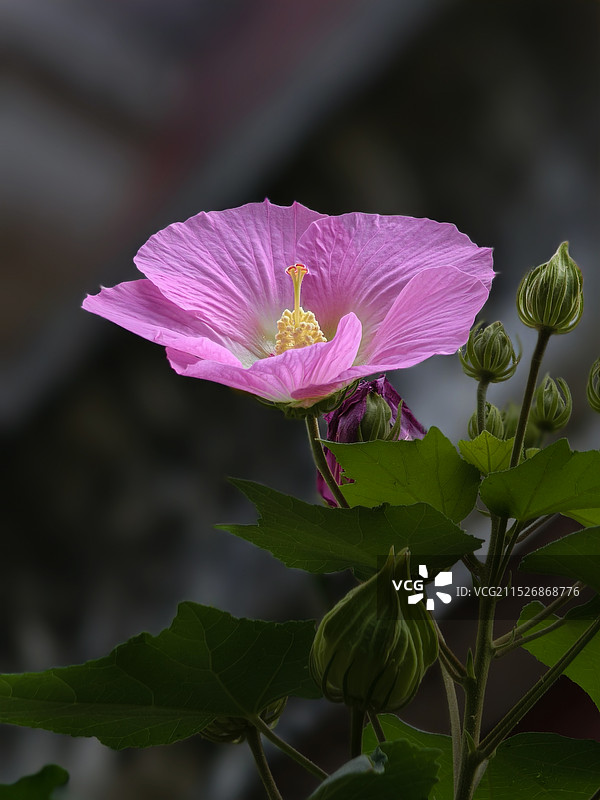 芙蓉花图片素材