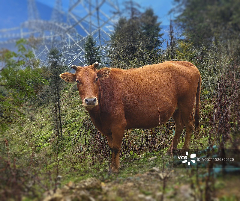 老黄牛图片素材