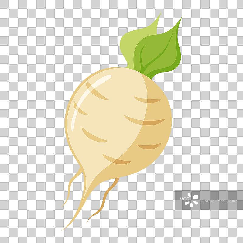 凉薯蔬菜，用于烹饪，色彩鲜艳图片素材