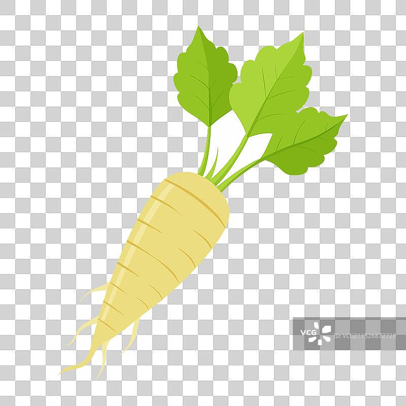 用于烹饪的鲜亮辣根蔬菜图片素材