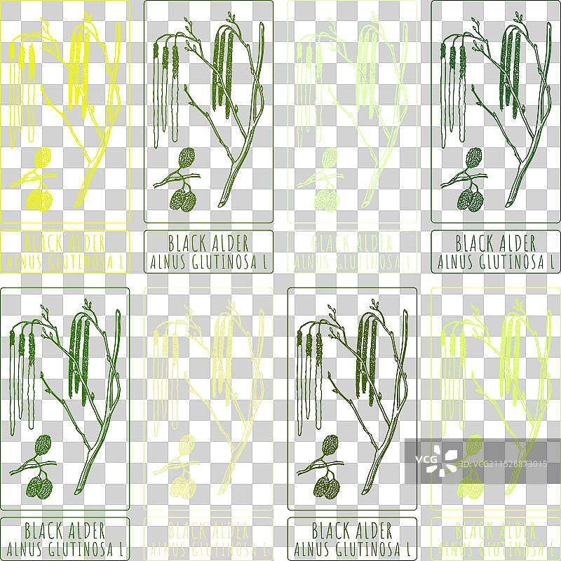 各种颜色的黑桤木手绘图套装图片素材