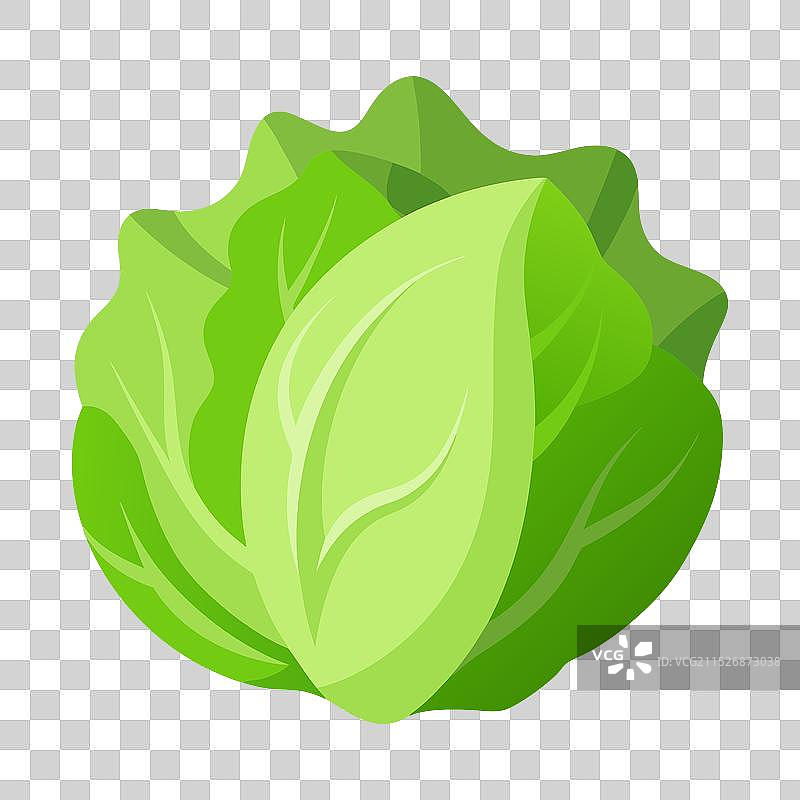 用于烹饪的卷心莴苣蔬菜图片素材