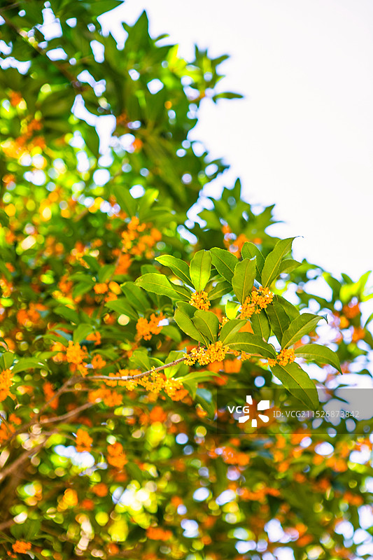淮安府署的桂花图片素材