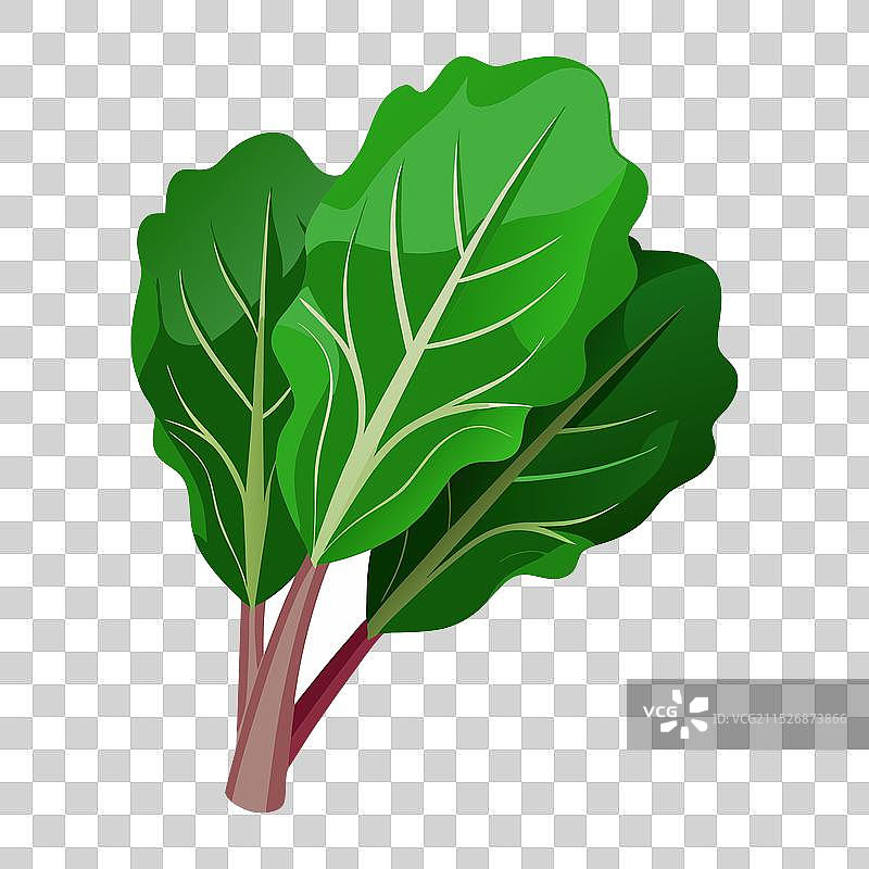 用于烹饪的莙荙菜图片素材