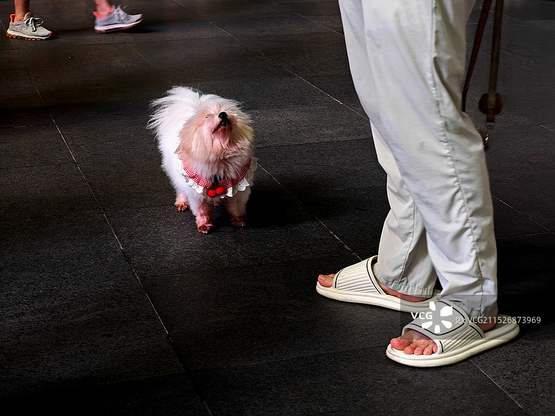 求抱抱（小狗）图片素材