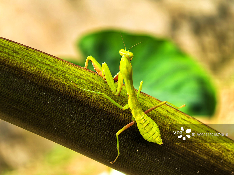 木头上的昆虫特写镜头图片素材