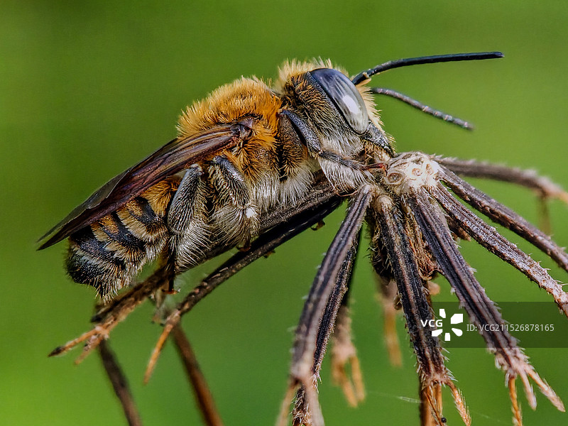 切叶蜂图片素材