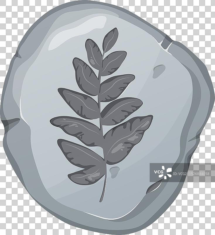 史前岩石上的植物印记图片素材