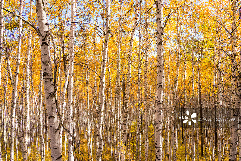 大兴安岭秋天白桦林图片素材