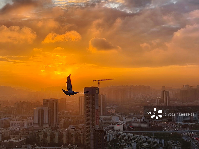 《翱翔天际》夕阳下的城市图片素材