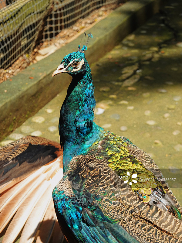 野生动物昆虫图片素材