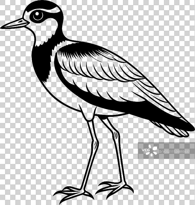 小丘鹬鸟轮廓图片素材