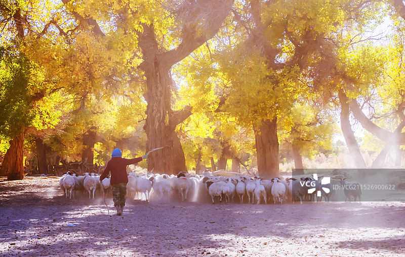 牧羊图片素材