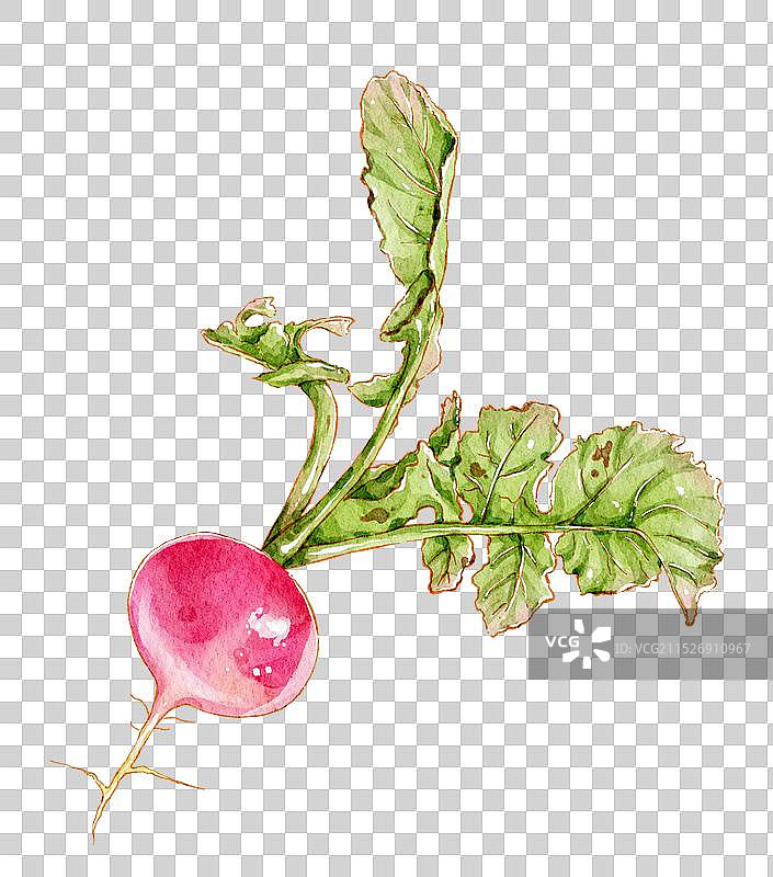 水彩萝卜免扣元素图片素材