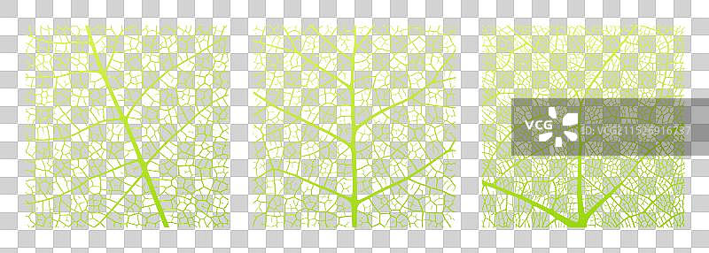 带有特写镜头的叶脉纹理抽象背景图片素材