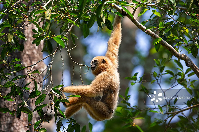 白掌长臂猿图片素材