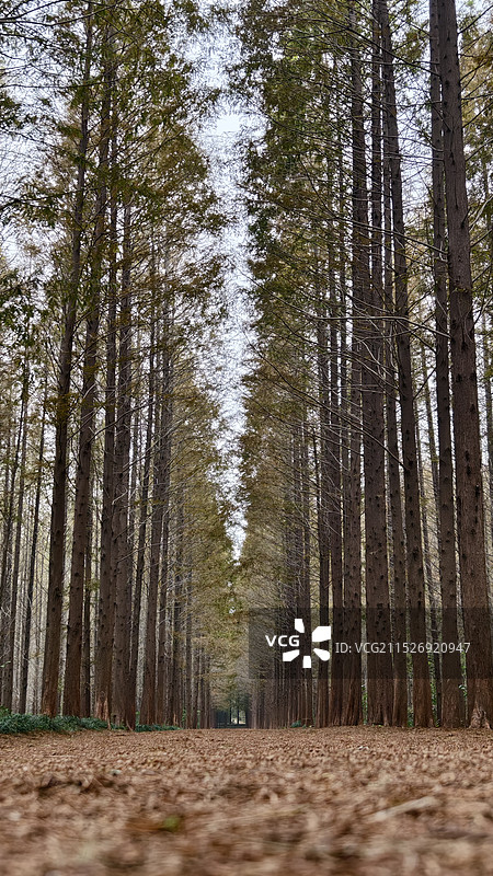 日照海滨森林公园的水杉林图片素材