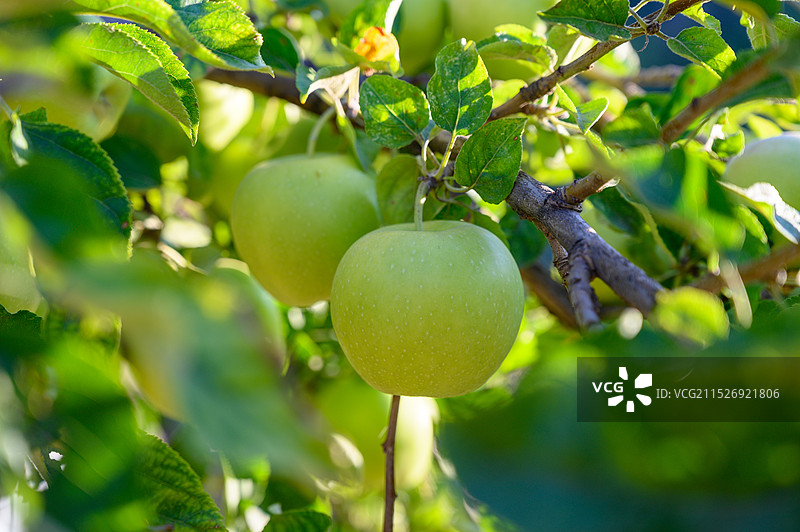 青苹果水果特写图片素材