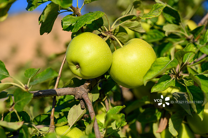青苹果水果特写图片素材