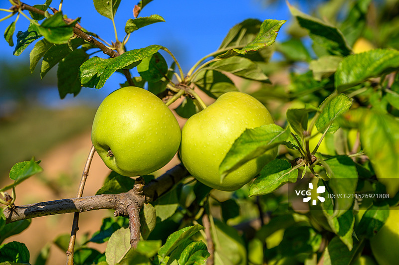 青苹果水果特写图片素材