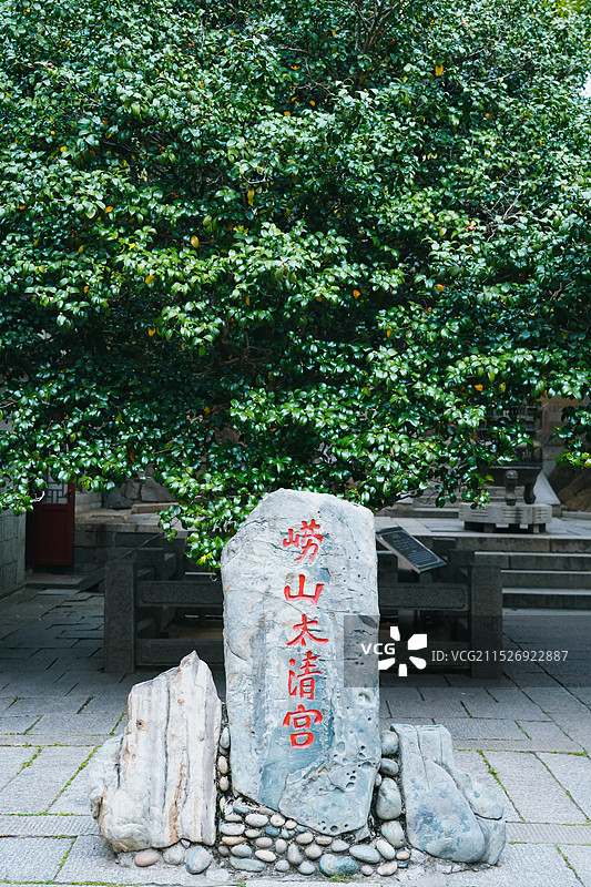 山东省青岛市崂山太清宫 山茶 耐冬图片素材
