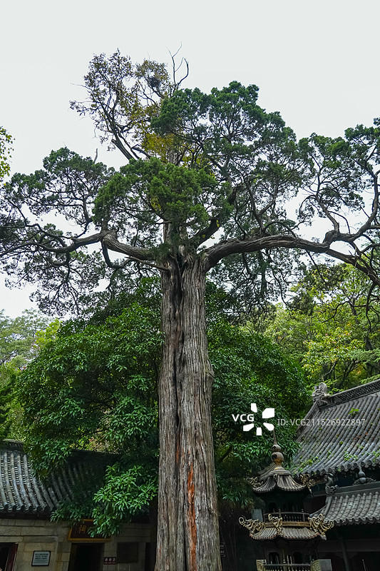 山东省青岛市崂山太清宫 名为“汉柏凌霄”的古柏树   古树树龄2150余年 相传为张廉夫手植图片素材