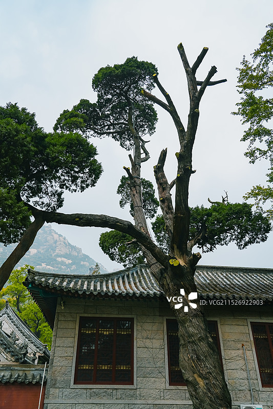 山东省青岛市崂山太清宫汉柏  古树树龄2100余年 传说为张廉夫手植图片素材