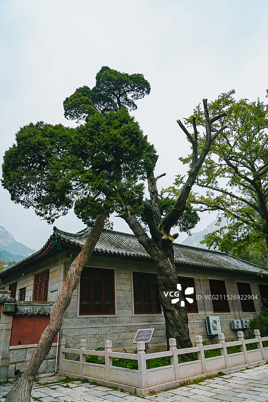山东省青岛市崂山太清宫汉柏  古树树龄2100余年 传说为张廉夫手植图片素材