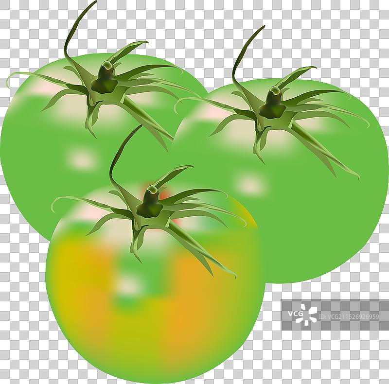 绿色番茄设计图片素材