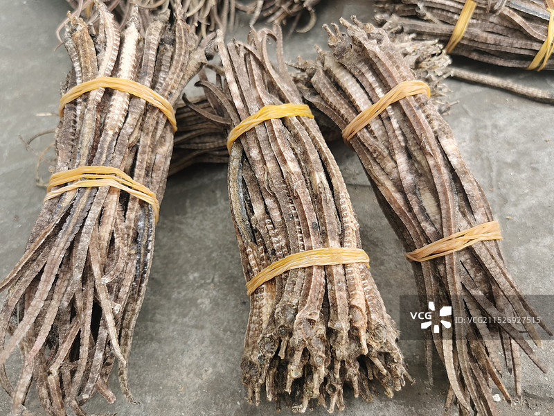 中草药海龙图片素材