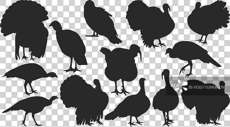 火鸡剪影合集图片素材