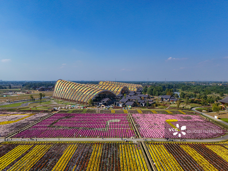 四川省成都市天府农业博览园菊花展图片素材
