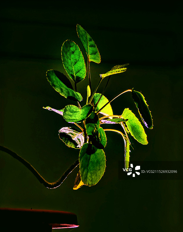 黑色背景下植物的特写镜头图片素材
