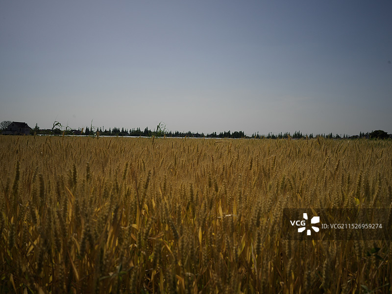 金灿灿的麦田图片素材