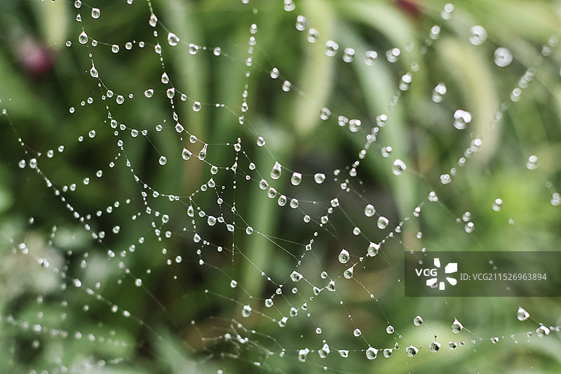 雨后的蛛网图片素材