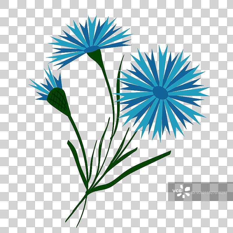 白俄罗斯风格的蓝色矢车菊图片素材