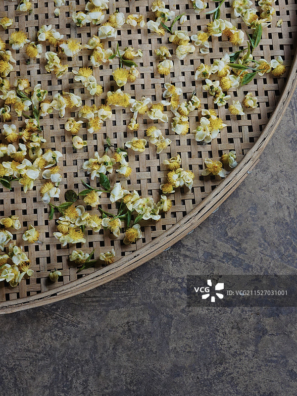 植物：古树和花朵图片素材