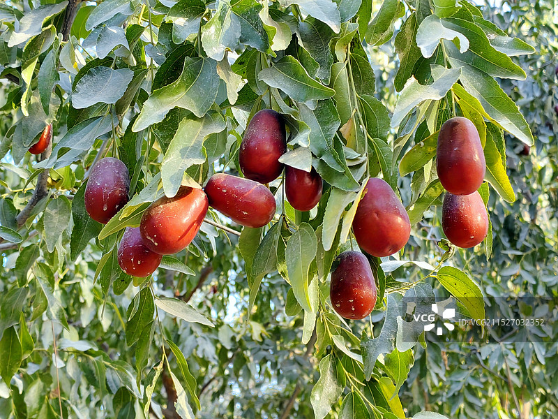 丰收.新疆枣园即景图片素材