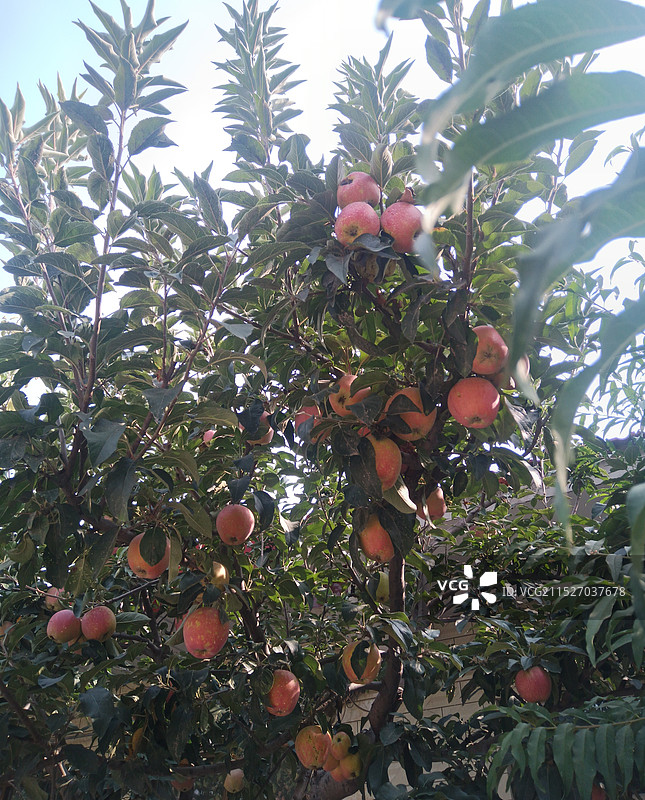 老家苹果红了图片素材