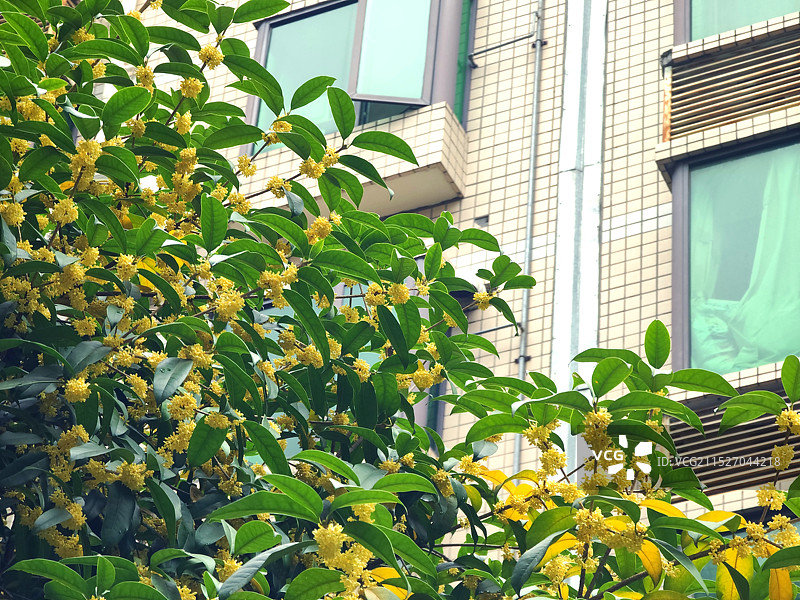 湖北十堰：丹桂飘香图片素材