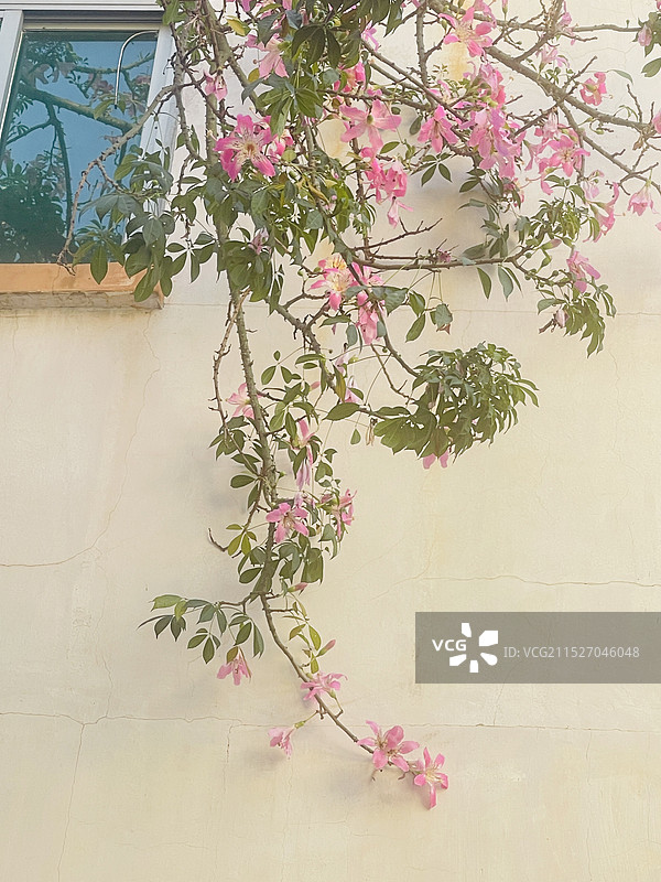 一面花墙图片素材