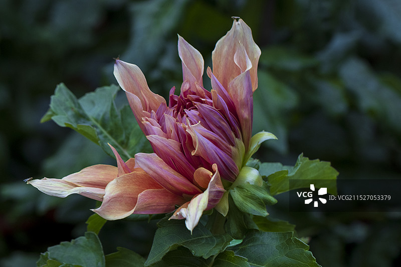 大丽花图片素材