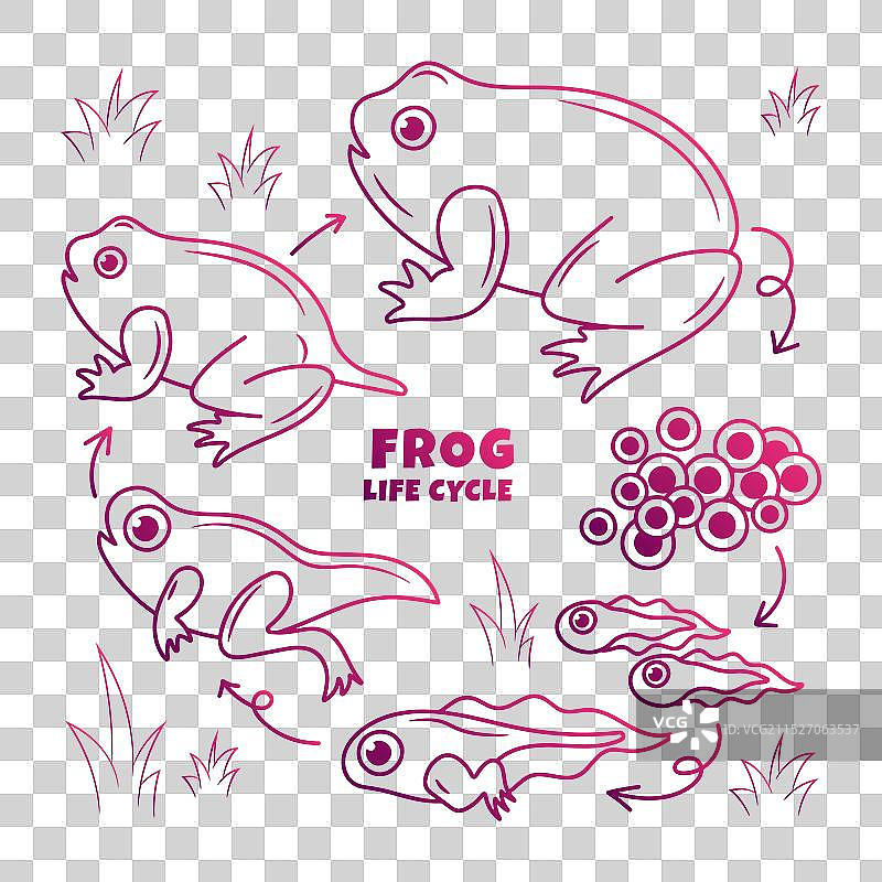 手绘渐变青蛙生命周期图片素材