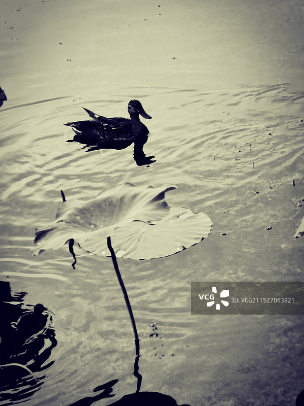 小鸭与荷叶图片素材