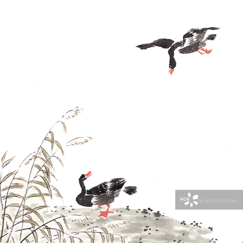 唯美清新手绘插画水面的天鹅图片素材