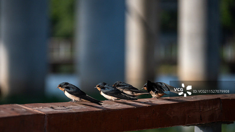 燕子图片素材