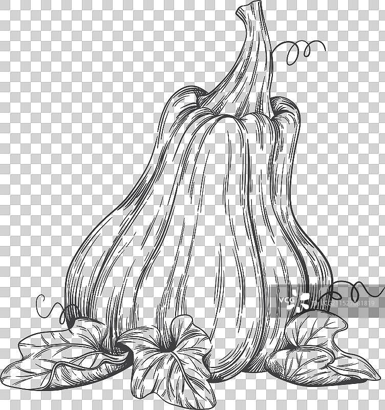 天然农场蔬菜壁球素描图片素材