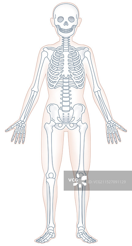 人体骨骼模型图片素材
