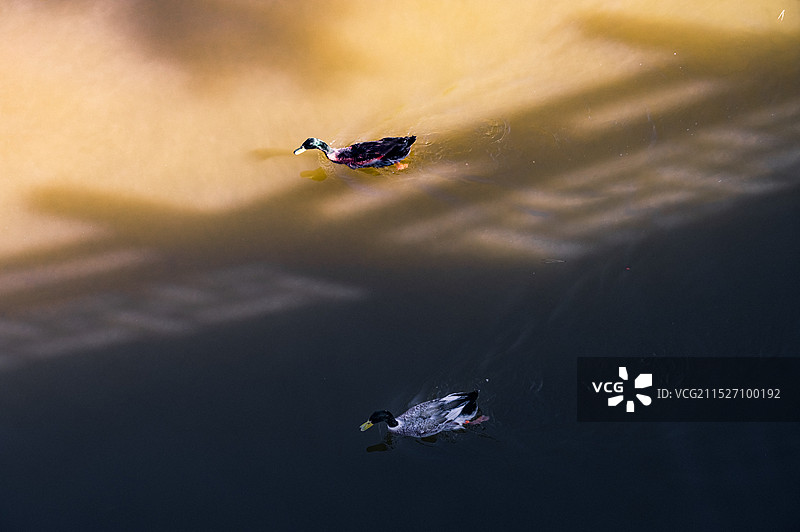 湖面上漂浮的鸭子的特写镜头图片素材