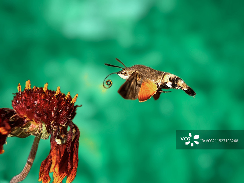 飞版鹰蛾图片素材